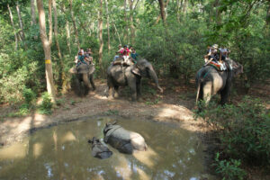 chitwan with elephant
