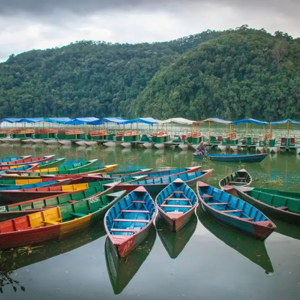 A large cluster of brightly painted traditional wooden doonga boats floating on the calm waters of Phewa Lake in Pokhara, Nepal.