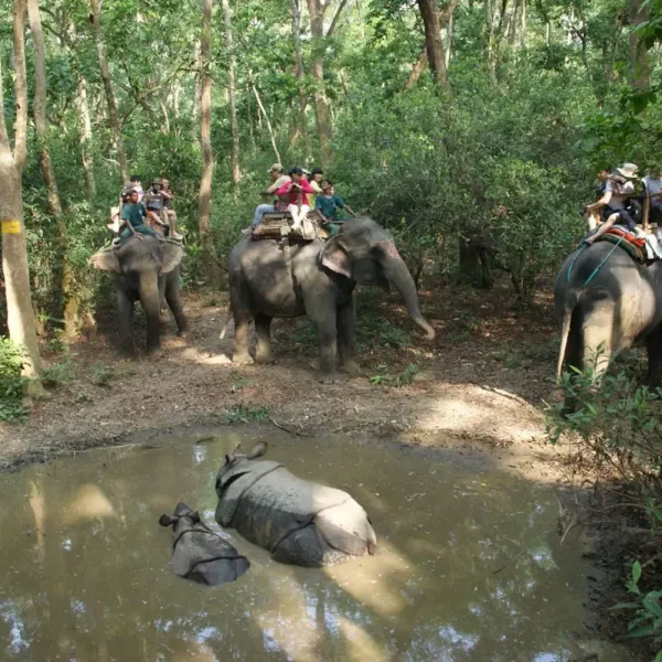 Tourists on multiple elephants observing a mother rhino and her baby calf bathing in a muddy jungle pool during a Chitwan safari tour.