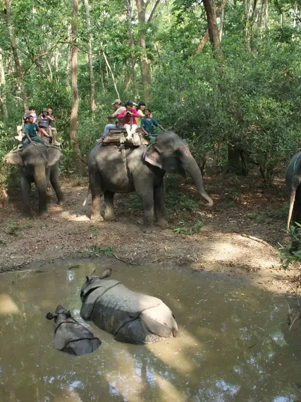 Tourists on multiple elephants observing a mother rhino and her baby calf bathing in a muddy jungle pool during a Chitwan safari tour.
