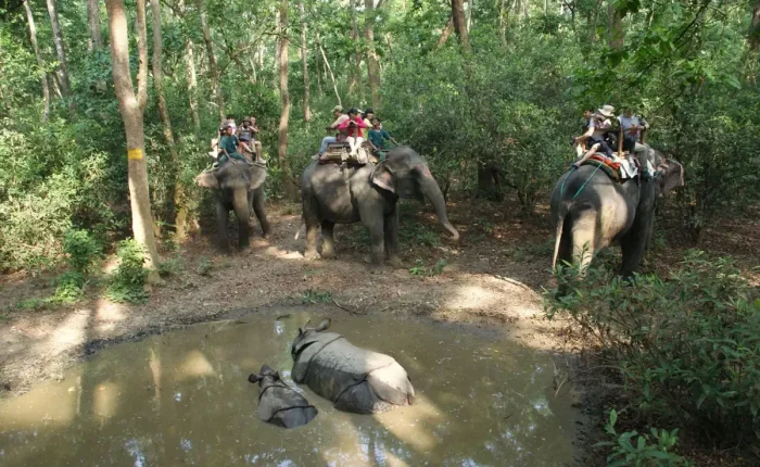 Tourists on multiple elephants observing a mother rhino and her baby calf bathing in a muddy jungle pool during a Chitwan safari tour.