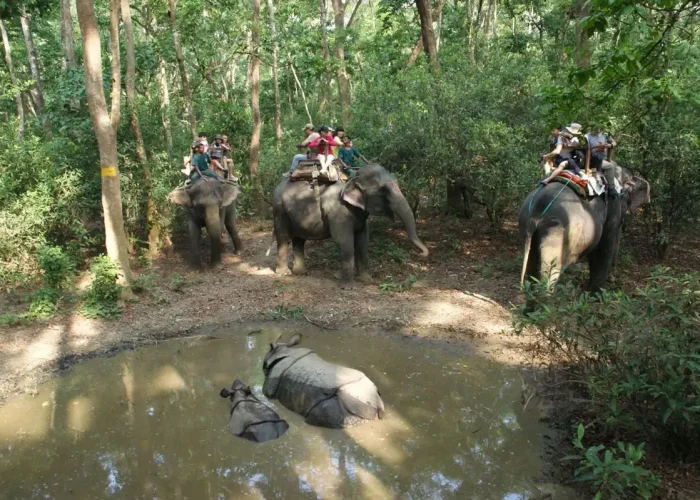 Tourists on multiple elephants observing a mother rhino and her baby calf bathing in a muddy jungle pool during a Chitwan safari tour.