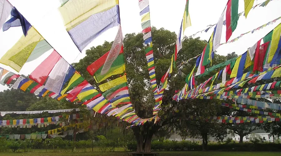 A wide shot of a sacred Bodhi tree covered in thousands of colorful prayer flags on a green lawn in the Lumbini monastic zone.