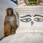 A wild rhesus macaque monkey sitting next to the iconic painted Buddha eyes on a white dome stupa at Swayambhunath Monkey Temple in Kathmandu.