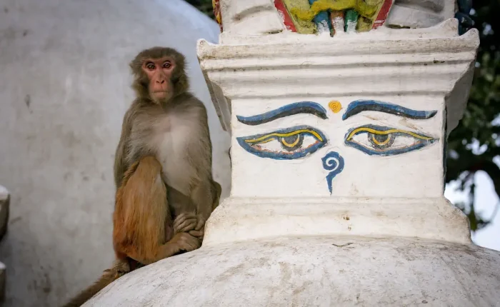 A wild rhesus macaque monkey sitting next to the iconic painted Buddha eyes on a white dome stupa at Swayambhunath Monkey Temple in Kathmandu.